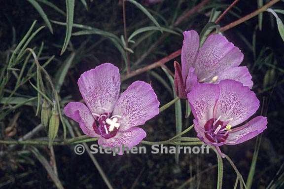 clarkia cylindrica ssp clavicarpa 3 graphic